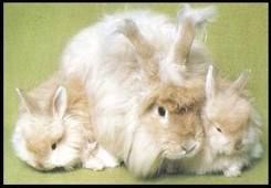 angora.jpg